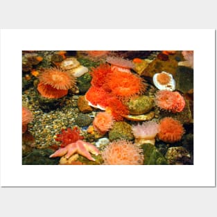 Tidal Pool Posters and Art